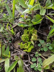 Selaginella ciliaris