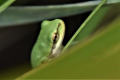 Hyla femoralis