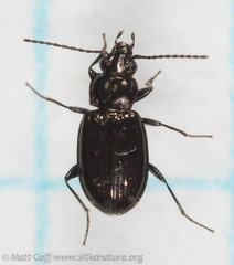 Bembidion breve
