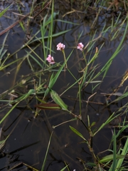 Persicaria dichotoma