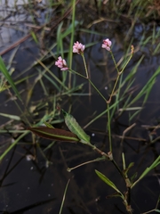 Persicaria dichotoma