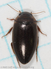 Agabus tristis
