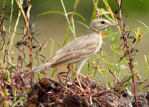 Tawny Pipit