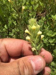 Castilleja attenuata