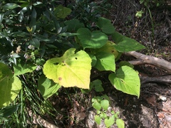 Dendrocnide moroides