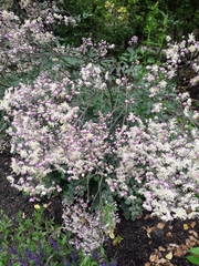Thalictrum delavayi
