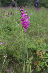 Gladiolus imbricatus