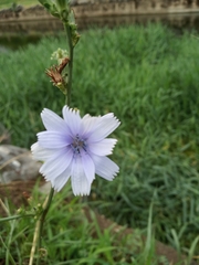 Cichorium intybus
