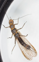 Paraperlinae