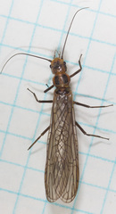 Paraperlinae