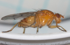 Dryomyzidae
