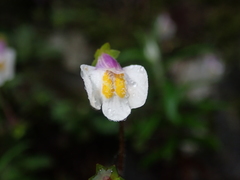 Mazus alpinus