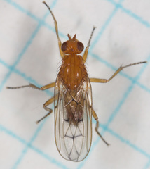 Dryomyzidae