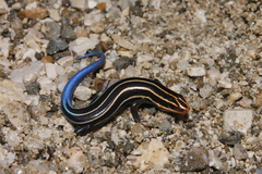 Plestiodon sumichrasti