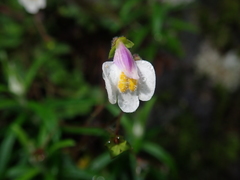 Mazus alpinus