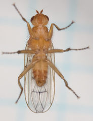 Dryomyzidae