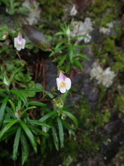 Mazus alpinus