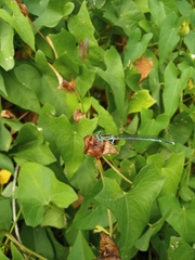Platycnemis pennipes