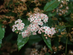 Spiraea formosana