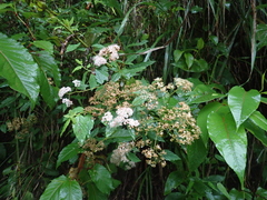 Spiraea formosana