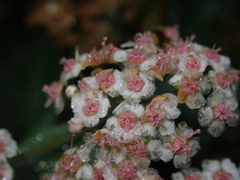Spiraea formosana