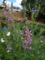 Lythrum salicaria