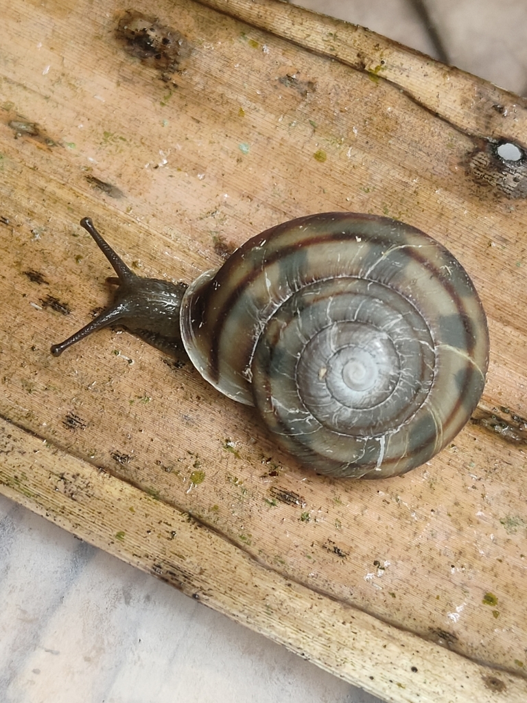 Aegistohadra jiangrixini