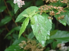 Spiraea formosana