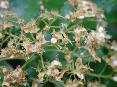 Spiraea formosana