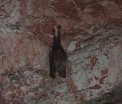 Macroderma gigas