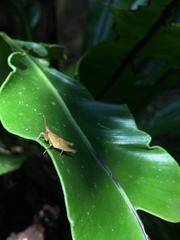 Desmoptera truncatipennis