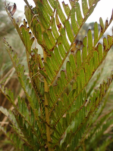 King fern (Todea barbara)