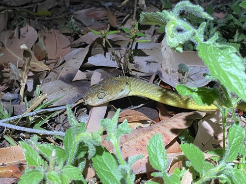 Brown Tree Snake sighting