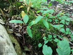Polygonatum multiflorum