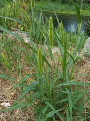 Setaria viridis pycnocoma