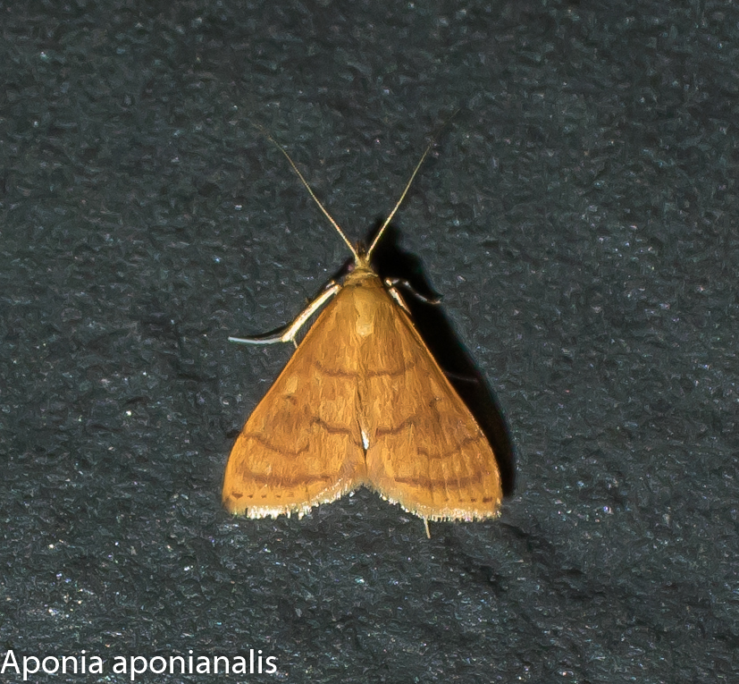 Aponia aponianalis