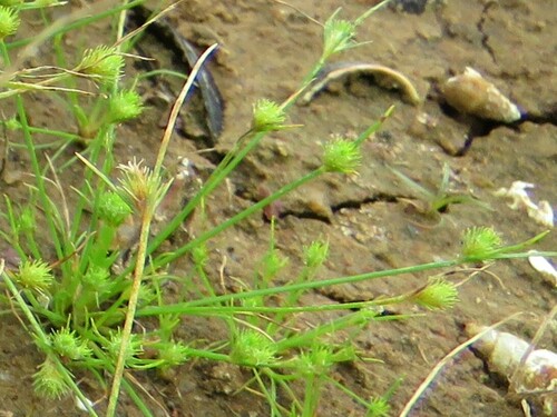 Fimbristylis dipsacea, 2024-07-15