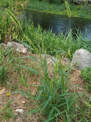 Setaria viridis pycnocoma