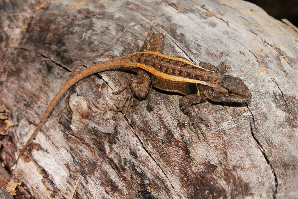 Smith's Rosebelly Lizard