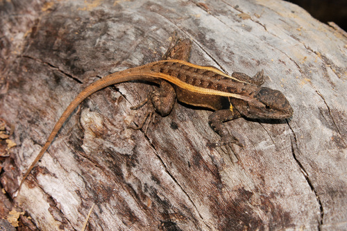 Smith's Rosebelly Lizard