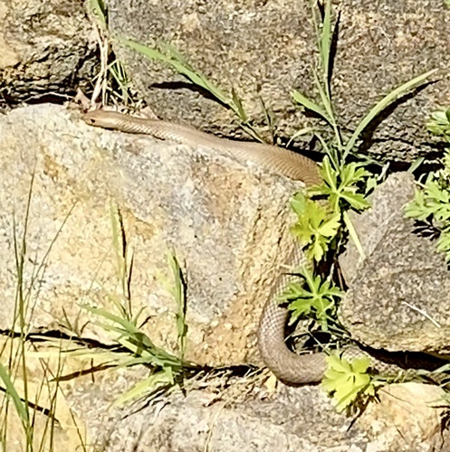 Eastern Brown Snake sighting