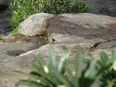 Motacilla flaviventris