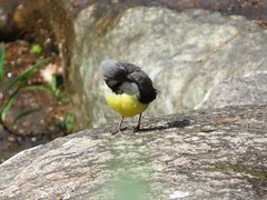 Motacilla flaviventris