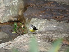 Motacilla flaviventris