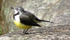 Motacilla flaviventris