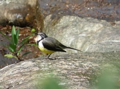 Motacilla flaviventris