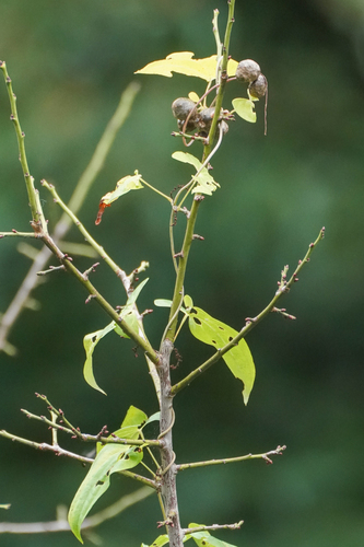 Image of Dioscorea japonica by (c) WATANABE Hitoshi 渡辺仁, some rights reserved (CC BY)