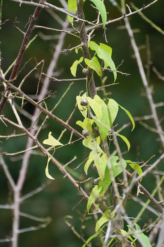 Image of Dioscorea japonica by (c) WATANABE Hitoshi 渡辺仁, some rights reserved (CC BY)