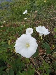 Calystegia sepium sepium