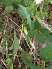 Calystegia sepium sepium